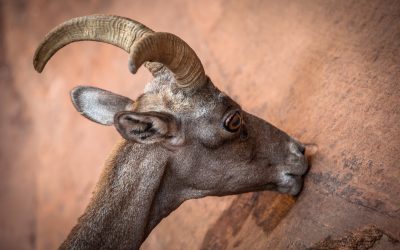 A Guide to Exploring Zion’s Wild Side