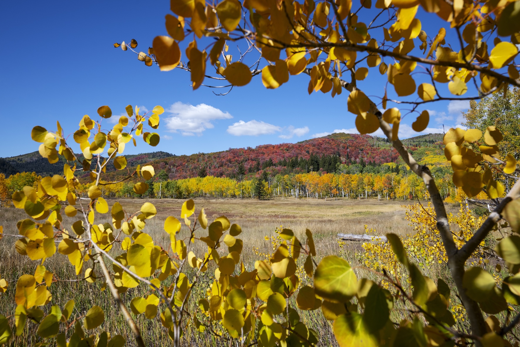 autumn-season-zion-national-park