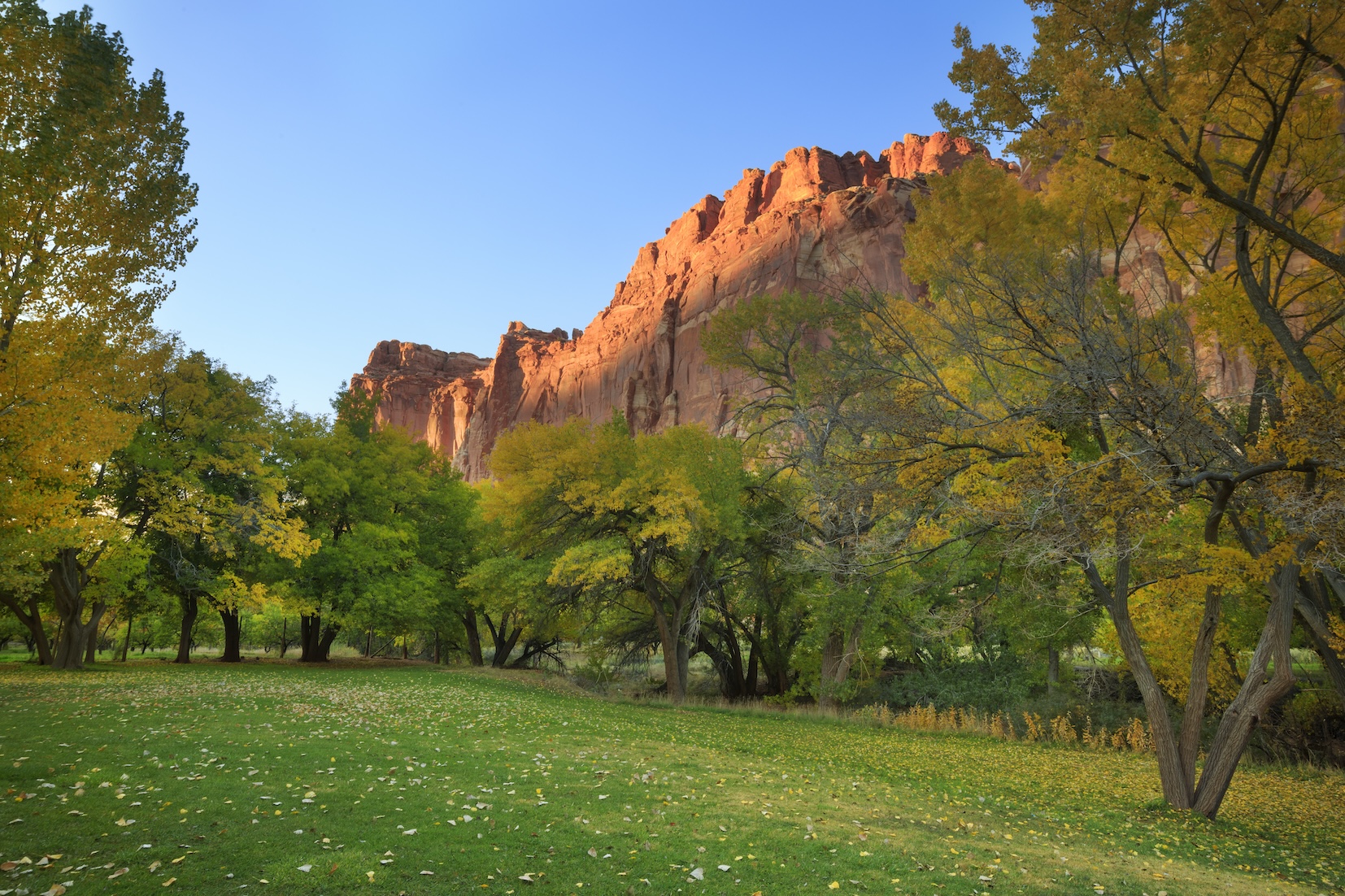 spring-zion-national-park